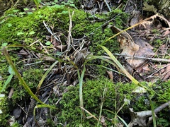 Carex scabrata