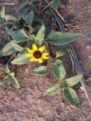 Sanvitalia procumbens
