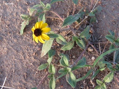 Sanvitalia procumbens