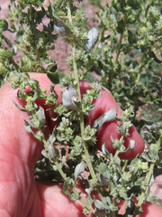 Atriplex elegans