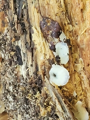 Merulius tremellosus