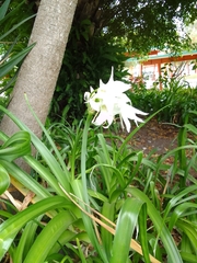 Crinum