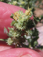 Atriplex elegans