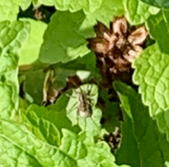 Lycosoidea
