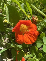 Tropaeolum majus