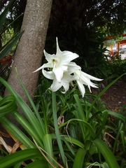 Crinum