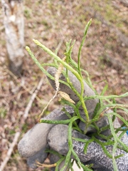 Diphasiastrum complanatum