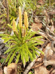Dendrolycopodium dendroideum