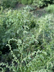 Artemisia vulgaris
