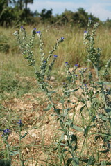 Anchusa leptophylla