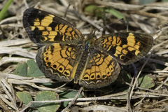 Phyciodes tharos