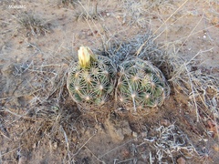 Coryphantha radians
