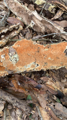 Steccherinum ochraceum