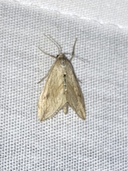 Evergestis forficalis