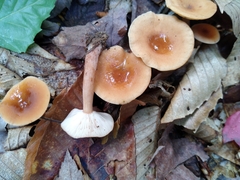 Rhodocollybia butyracea