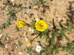 Oenothera villosa