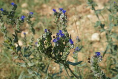 Anchusa leptophylla