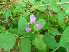 Desmodium cuspidatum