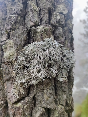 Pseudevernia consocians