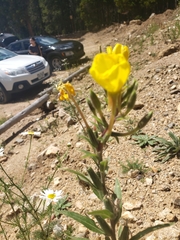 Oenothera villosa