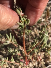 Portulaca halimoides