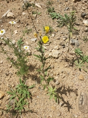Oenothera villosa