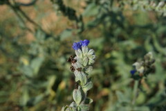 Anchusa leptophylla