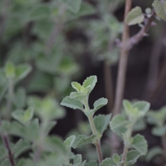 Lippia graveolens