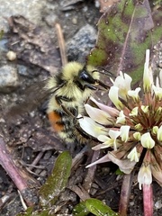 Bombus bifarius