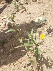 Oenothera villosa