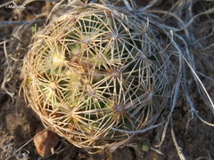 Coryphantha radians