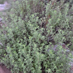 Lippia graveolens