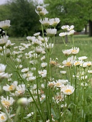 Erigeron philadelphicus