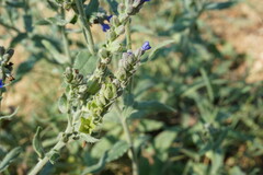 Anchusa leptophylla