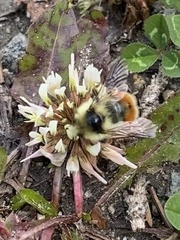 Bombus bifarius