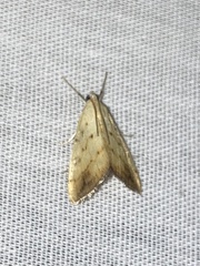 Evergestis extimalis