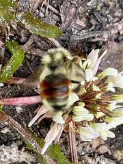 Bombus bifarius