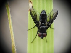 Oestroidea