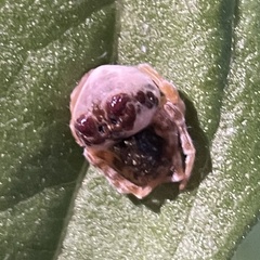 Mastophora
