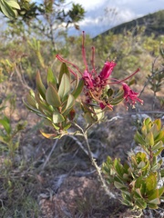 Bejaria