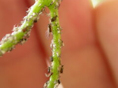 Aphis illinoisensis