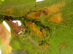 Aphis illinoisensis