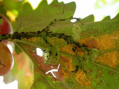 Aphis illinoisensis