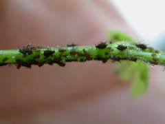 Aphis illinoisensis