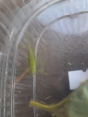 Phaneroptera falcata