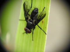 Oestroidea