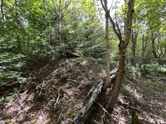 Betula alleghaniensis