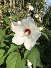 Hibiscus moscheutos
