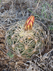 Coryphantha radians