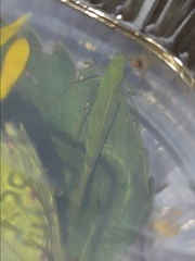 Phaneroptera falcata